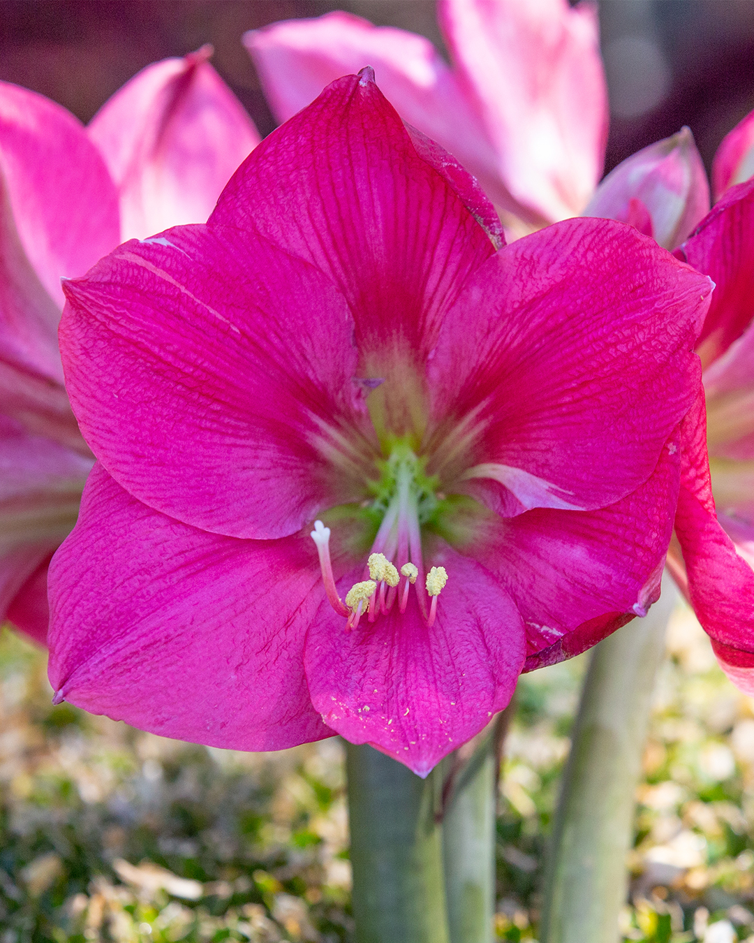 Hippeastrum Pretty in Pink'