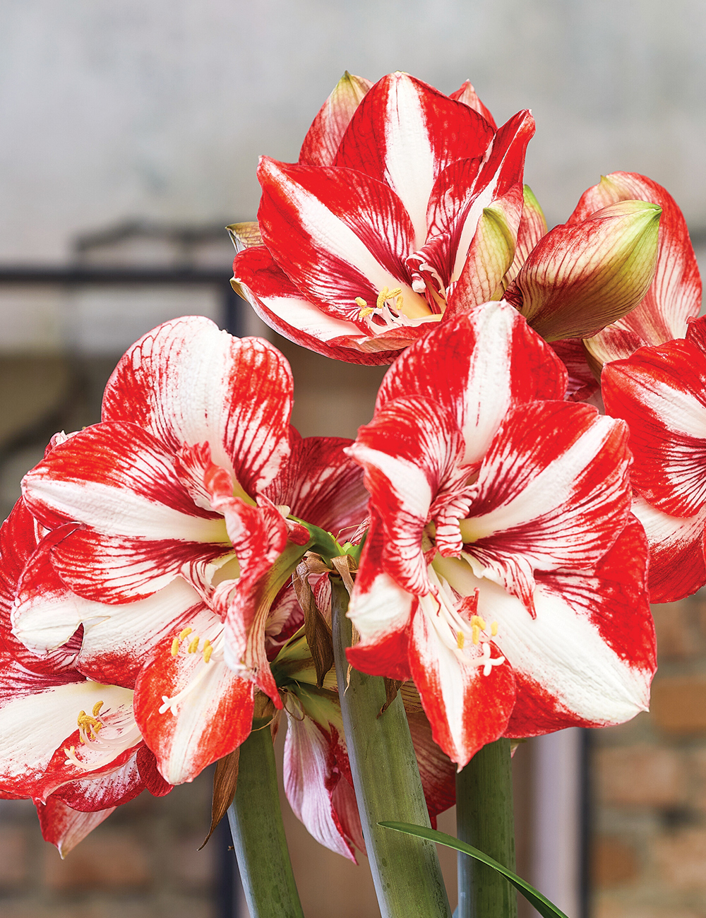 Hippeastrum 'Pierrot'