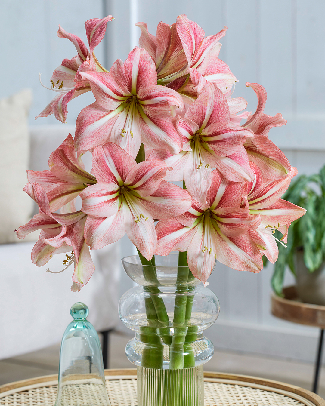 Hippeastrum 'River Dance'