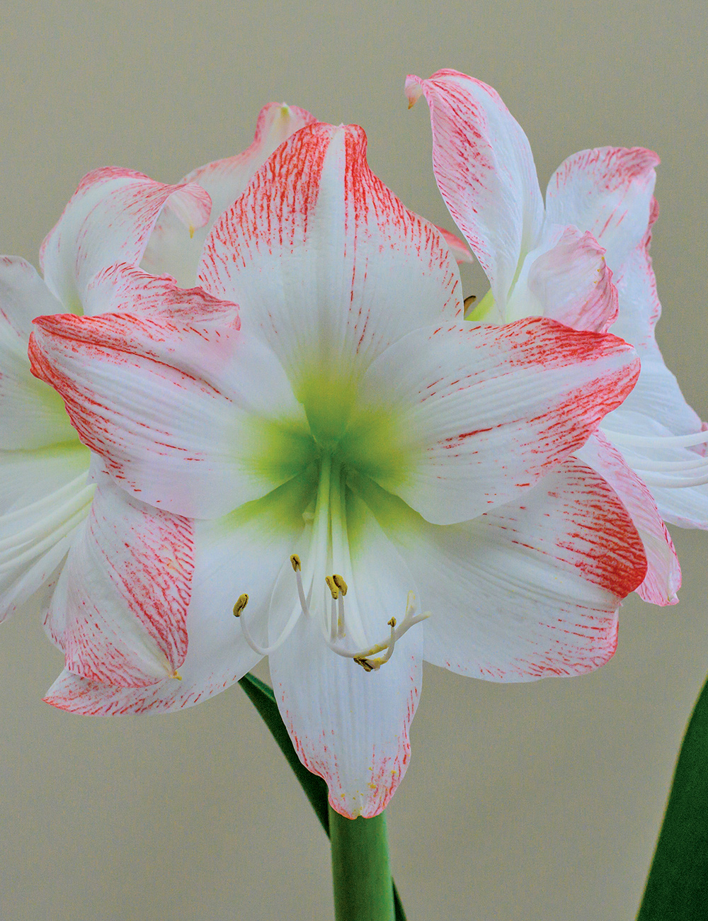 Hippeastrum 'Sofia'