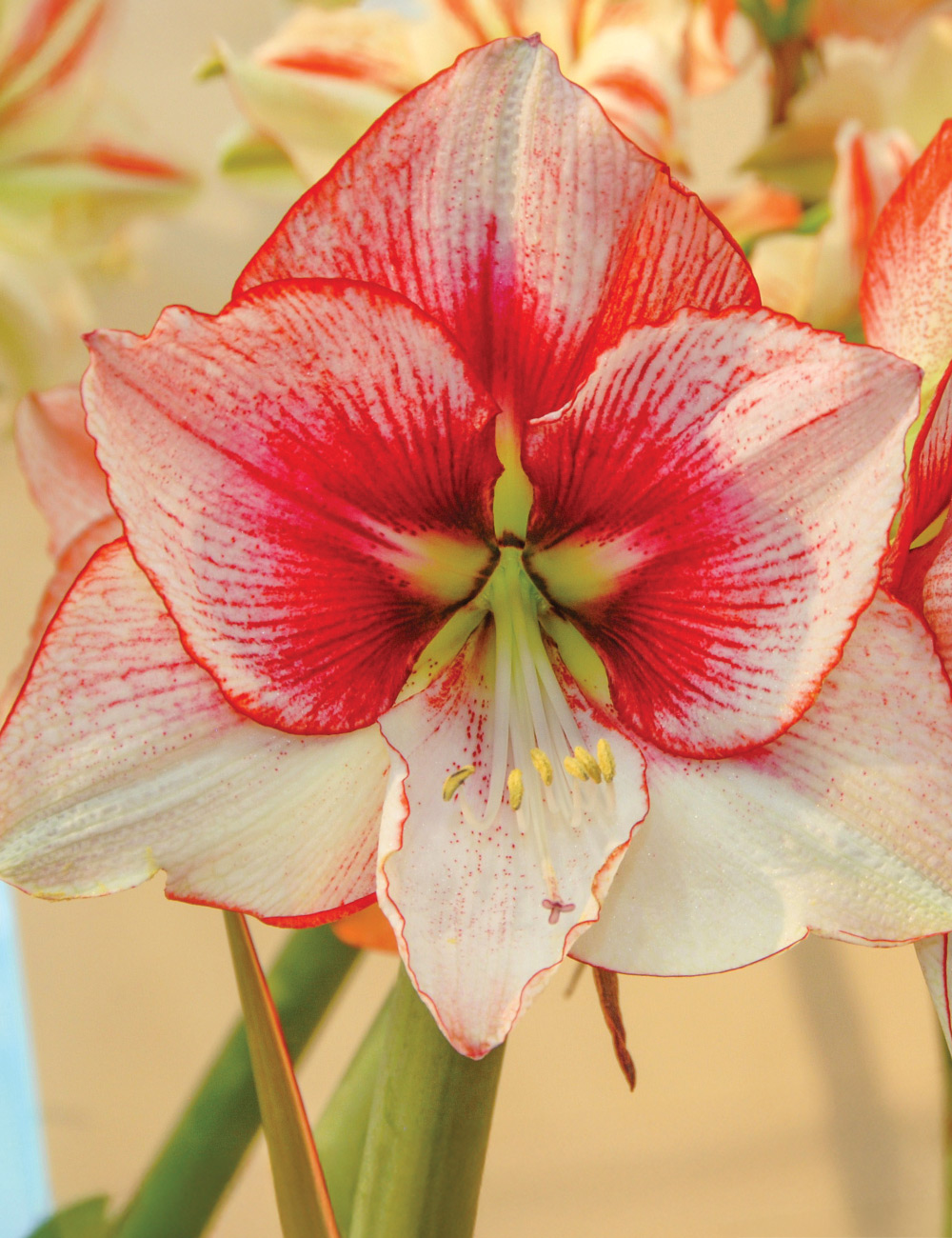 Hippeastrum 'Showmaster'