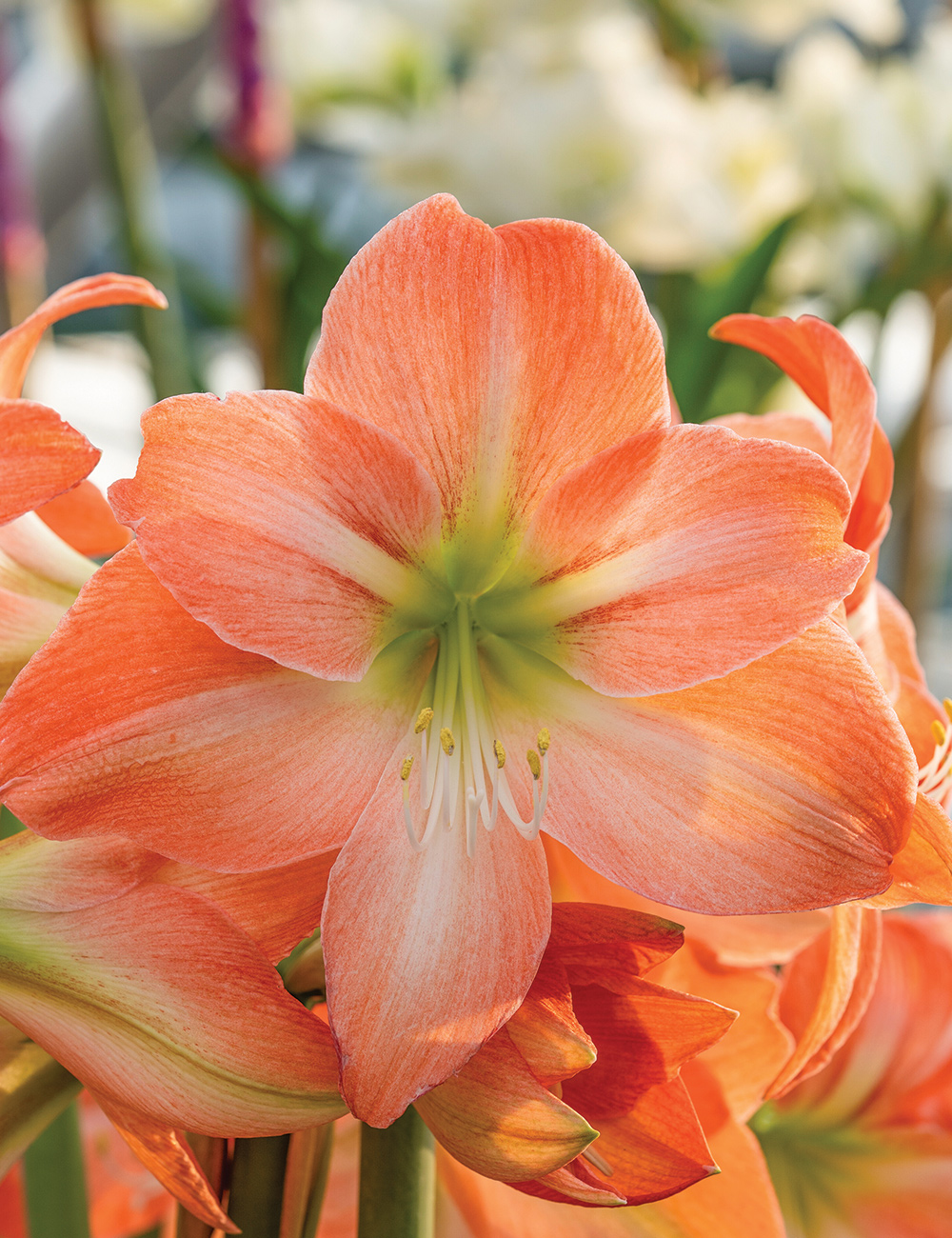 Hippeastrum 'Serenity'