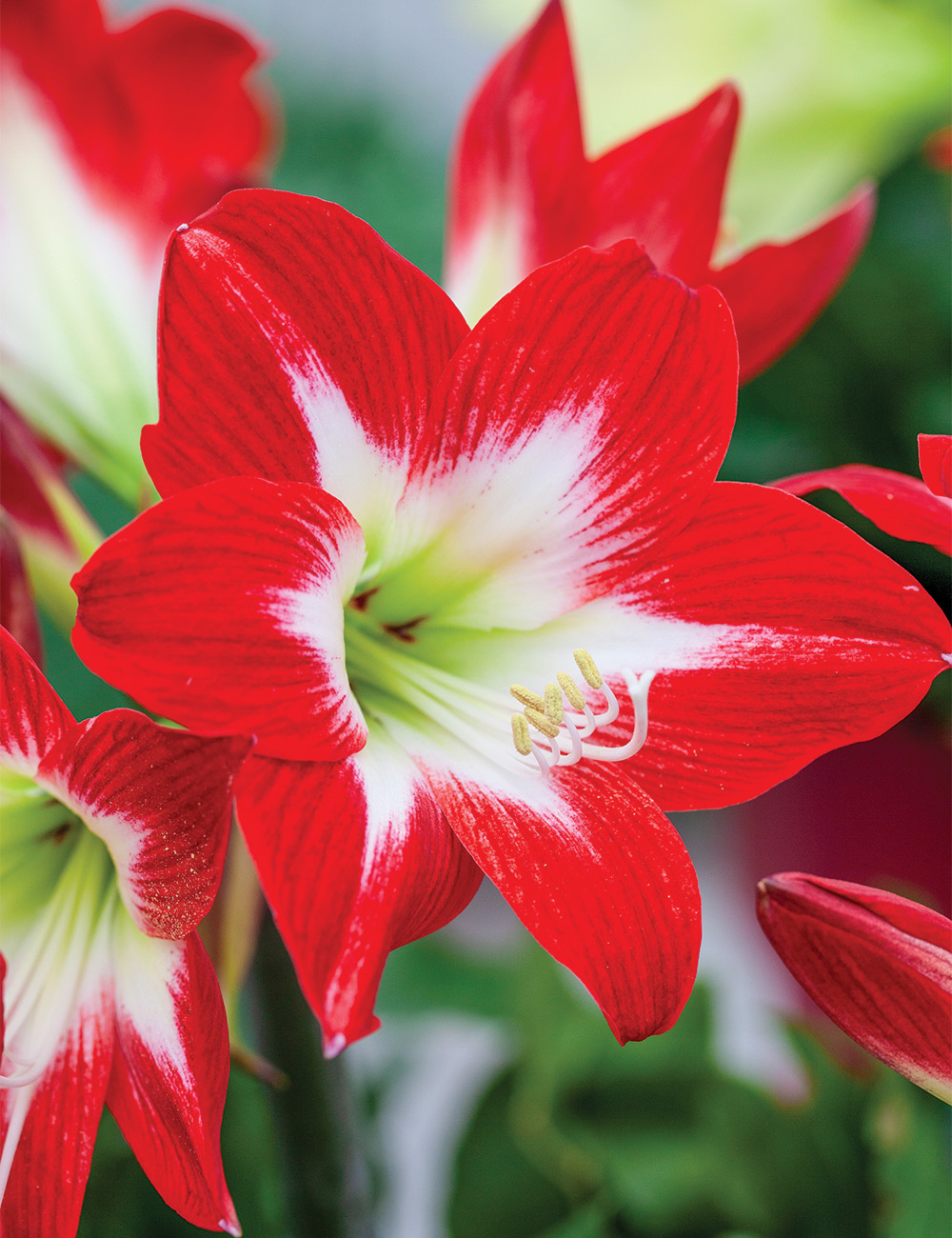 Hippeastrum 'Tres Chic'