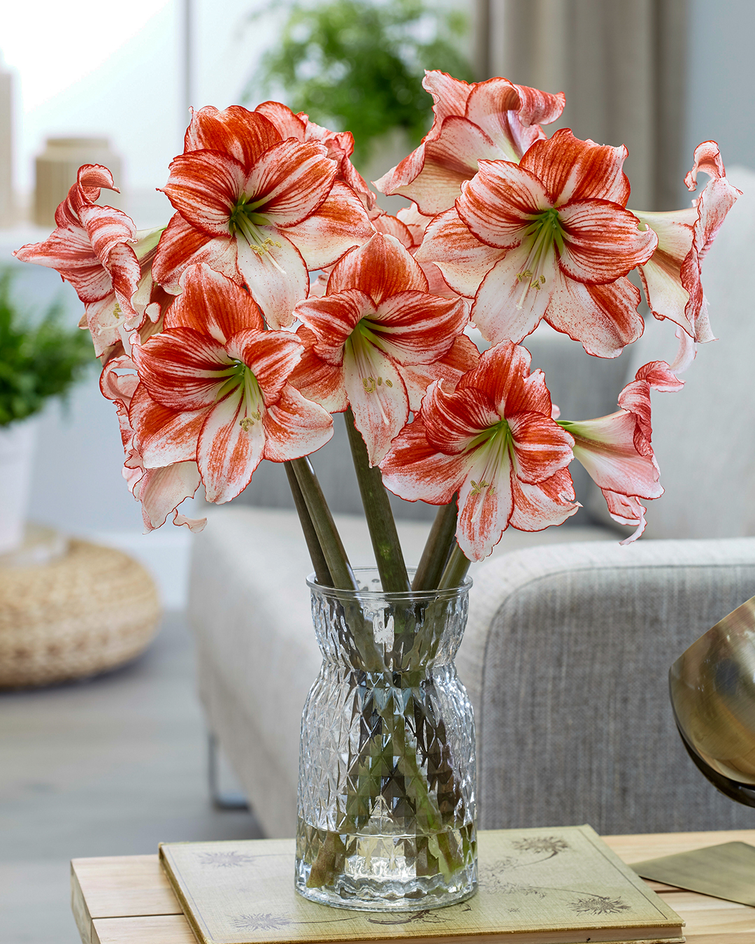 Hippeastrum 'Table Dance'
