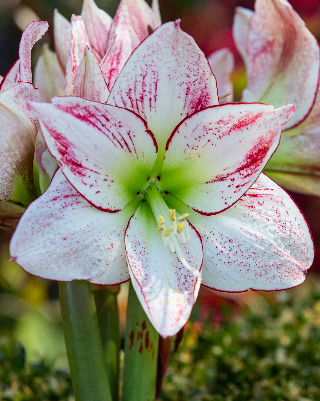 Hippeastrum 1000 Stars'