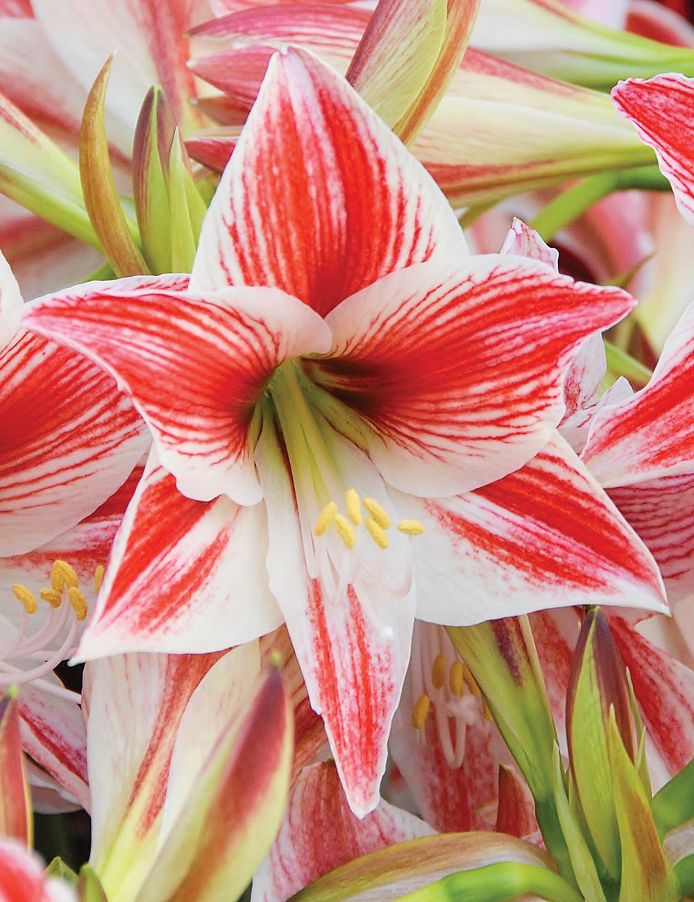 Hippeastrum 'Twinkle Star'