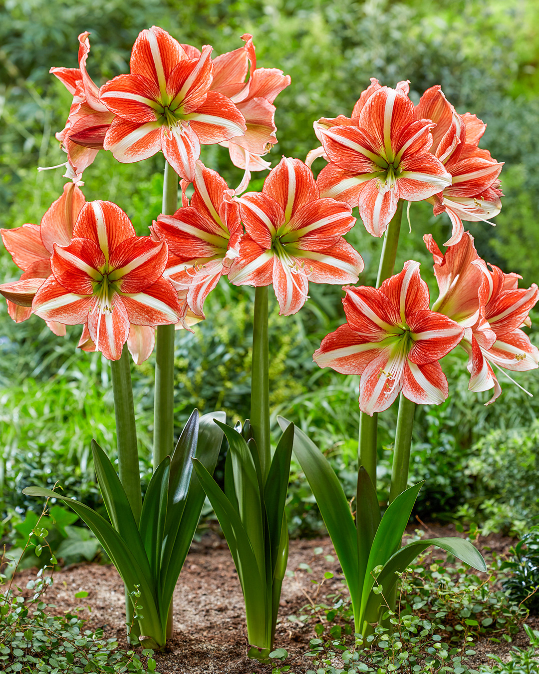 Hippeastrum 'Vondel Park'