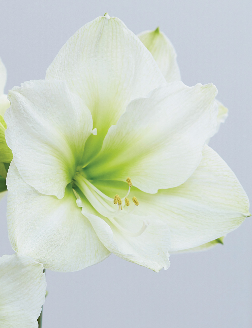 Hippeastrum 'White Sensation'