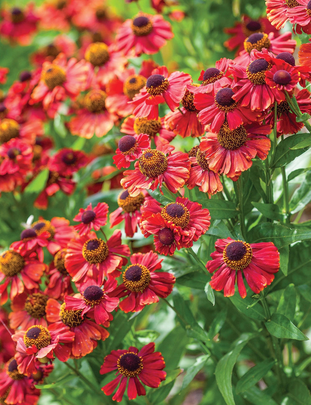 Helenium 'Red Jewel'