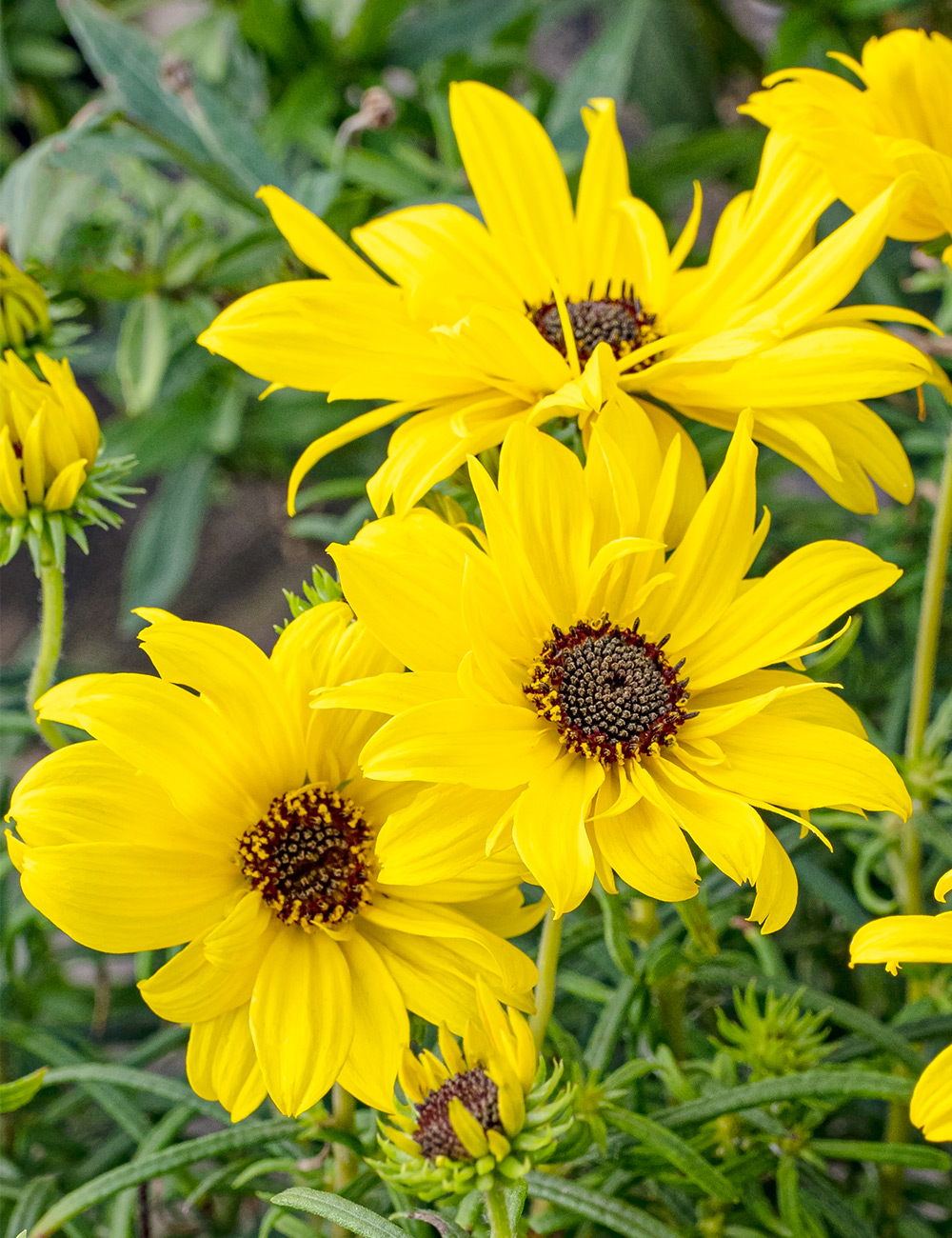 Narrow Leaf Sunflower