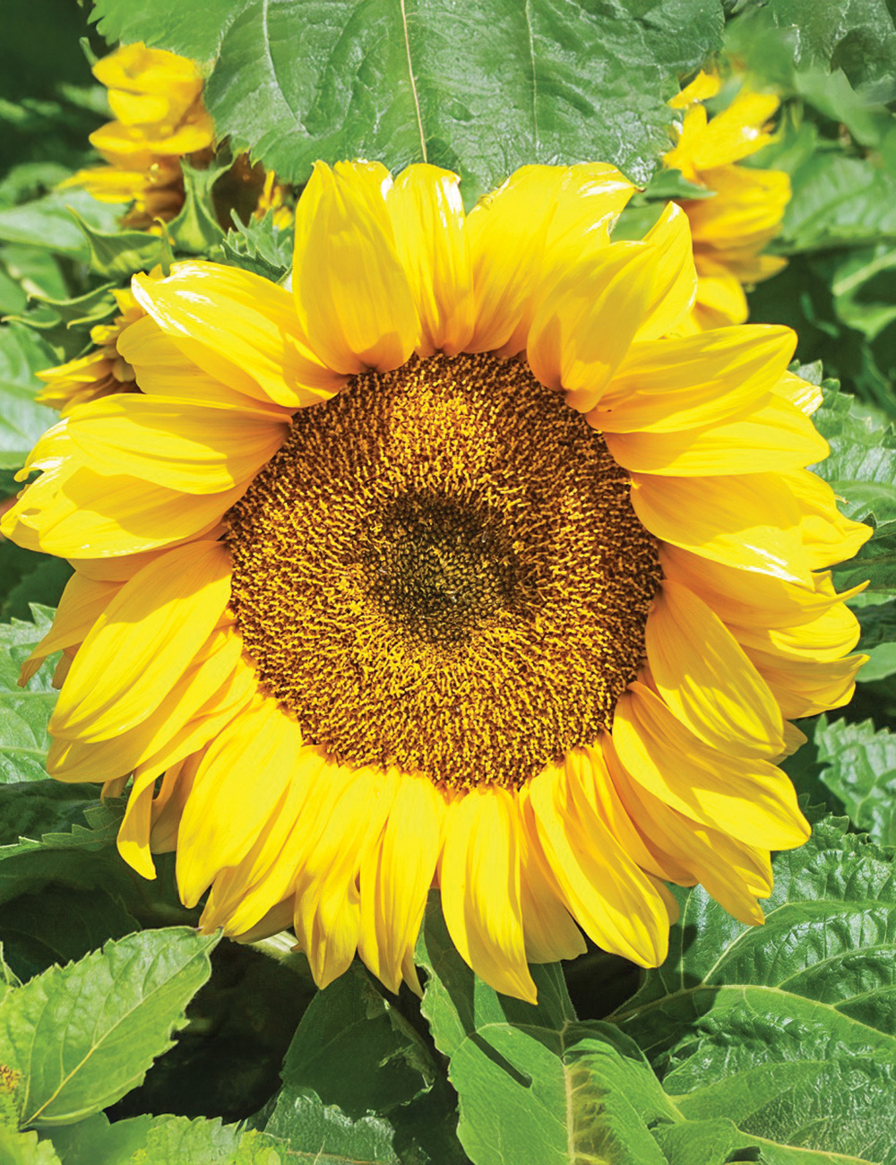 Sunflower Compact Landscape