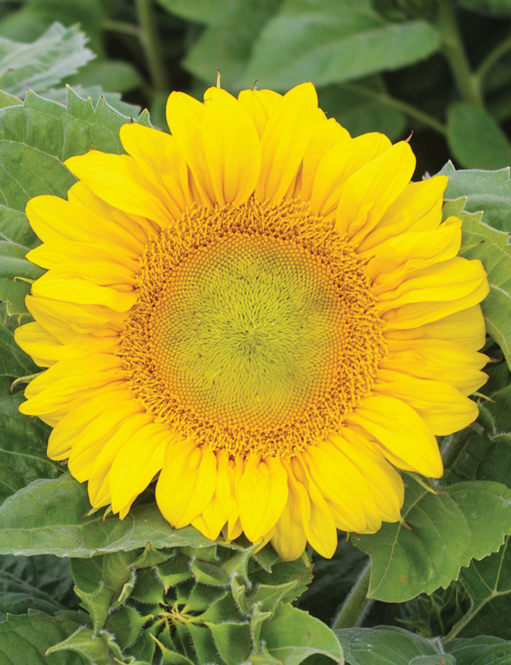 Sunflower Compact Summer Spray