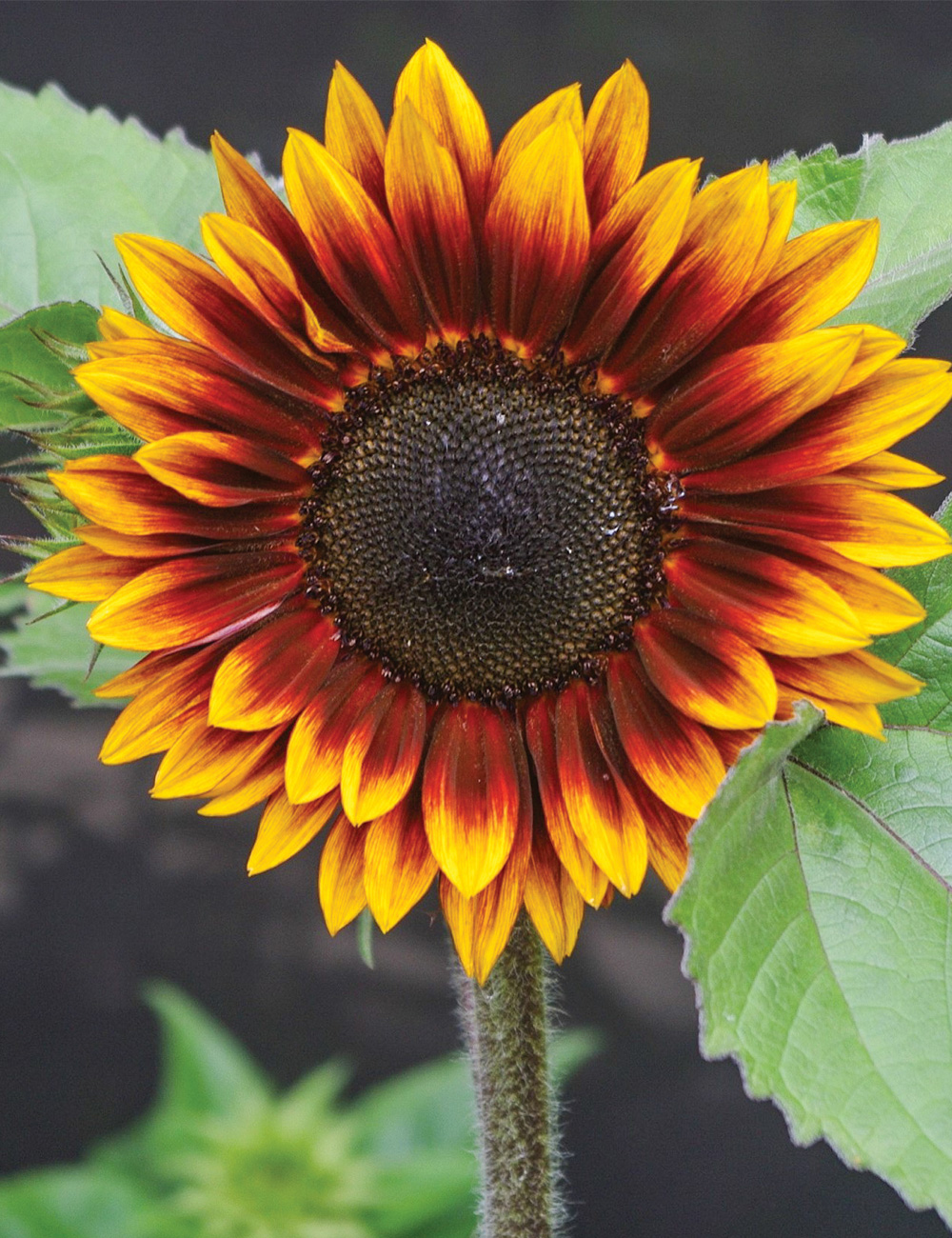 Sunflower Compact Sonnet