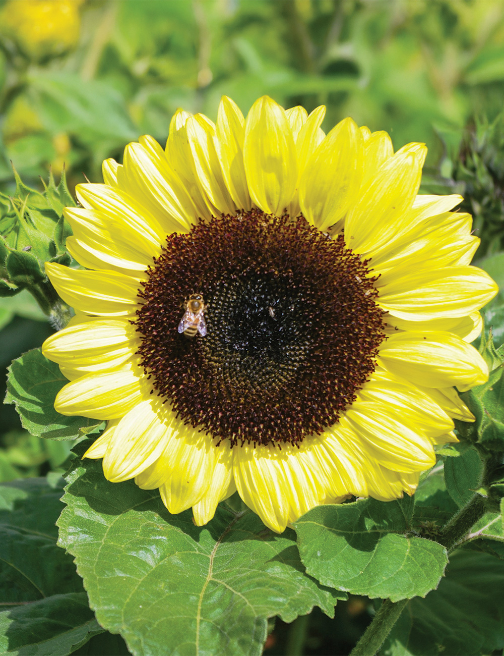 Sunflower Compact Calypso Spray