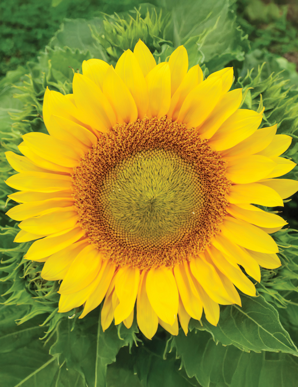 Sunflower Dwarf Summer Spray