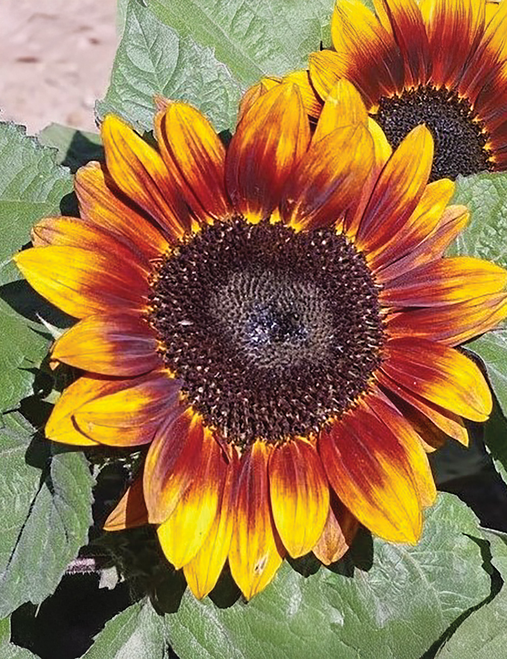 Sunflower Dwarf Sonnet