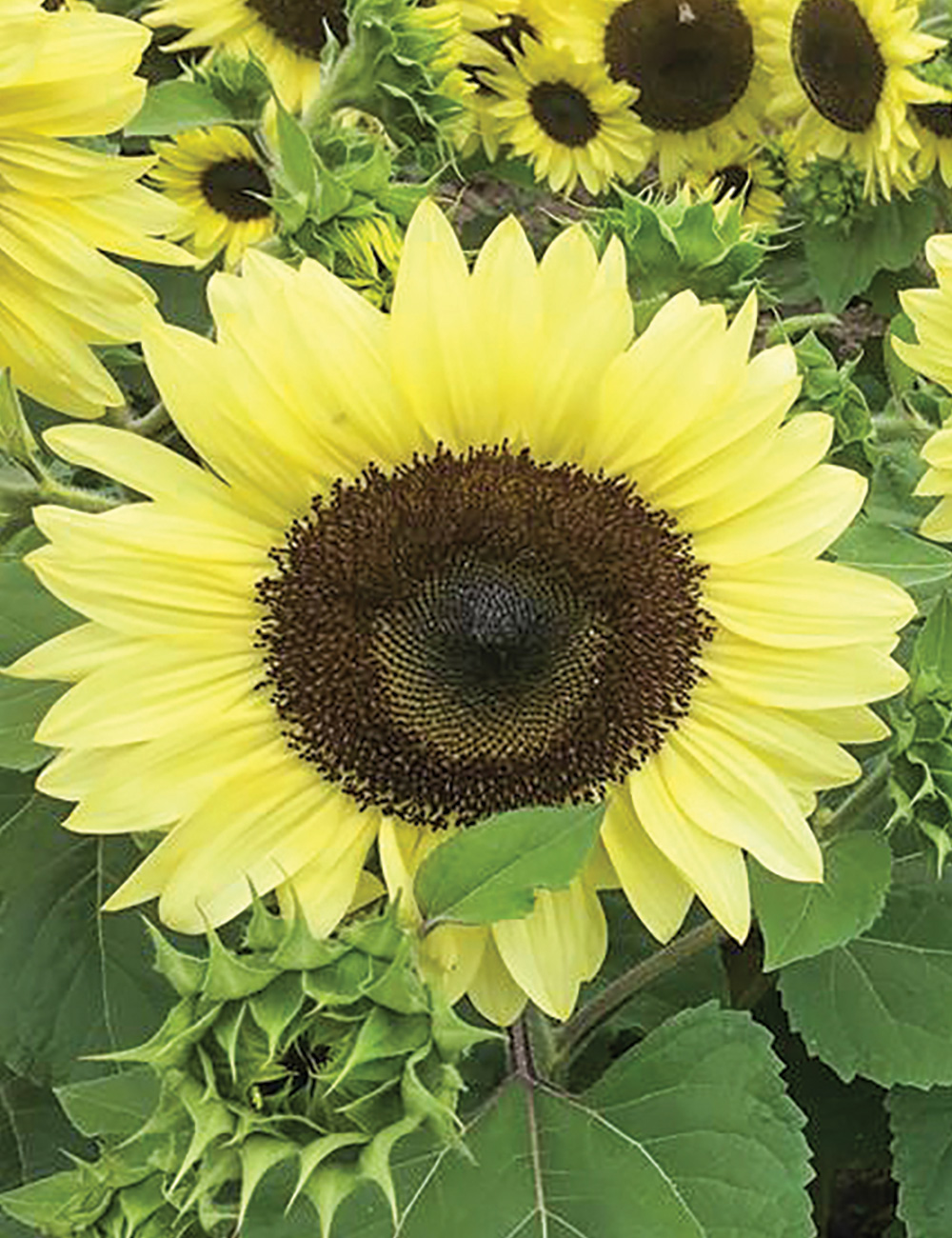 Sunflower Calypso Spray