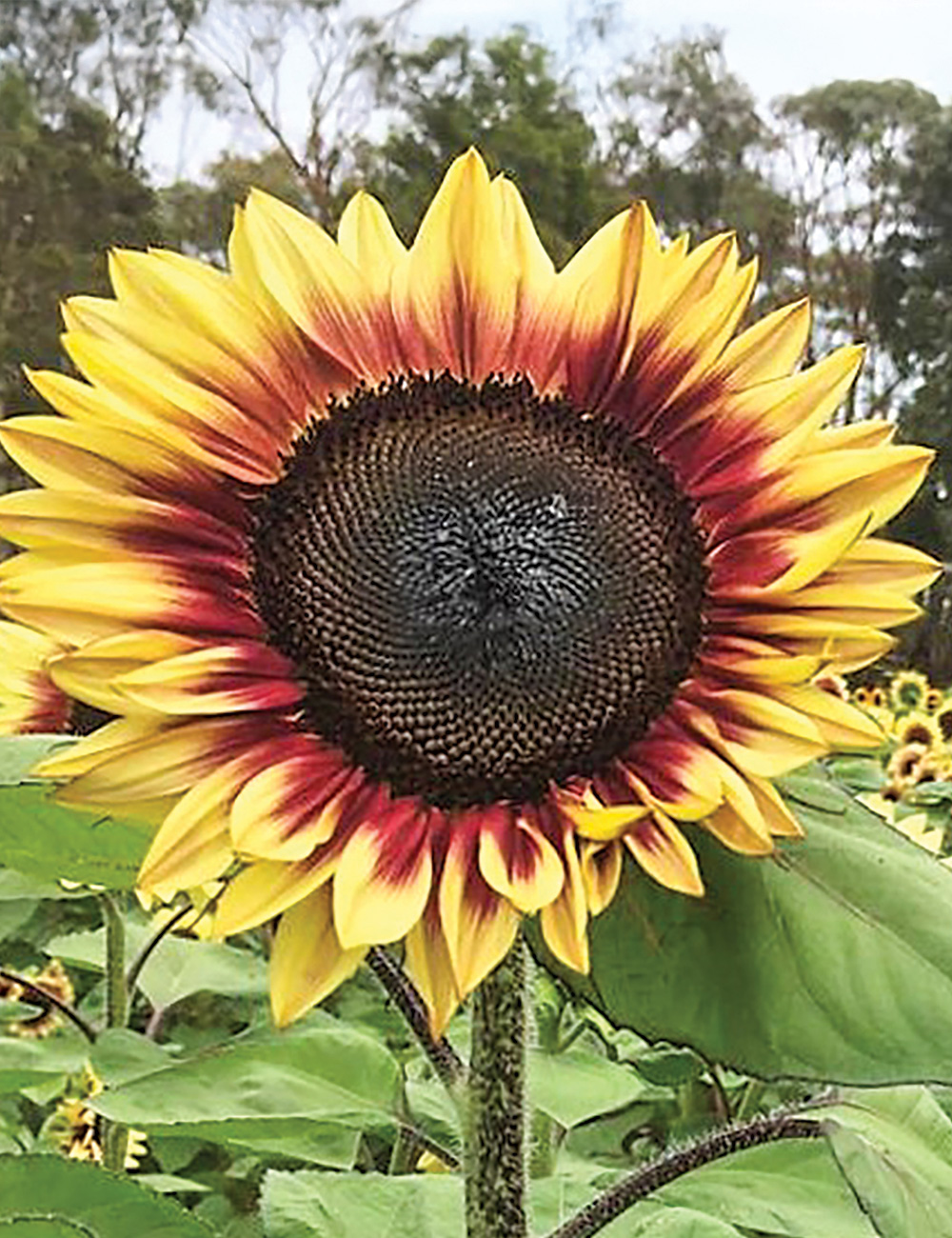 Sunflower Lilac Monarch