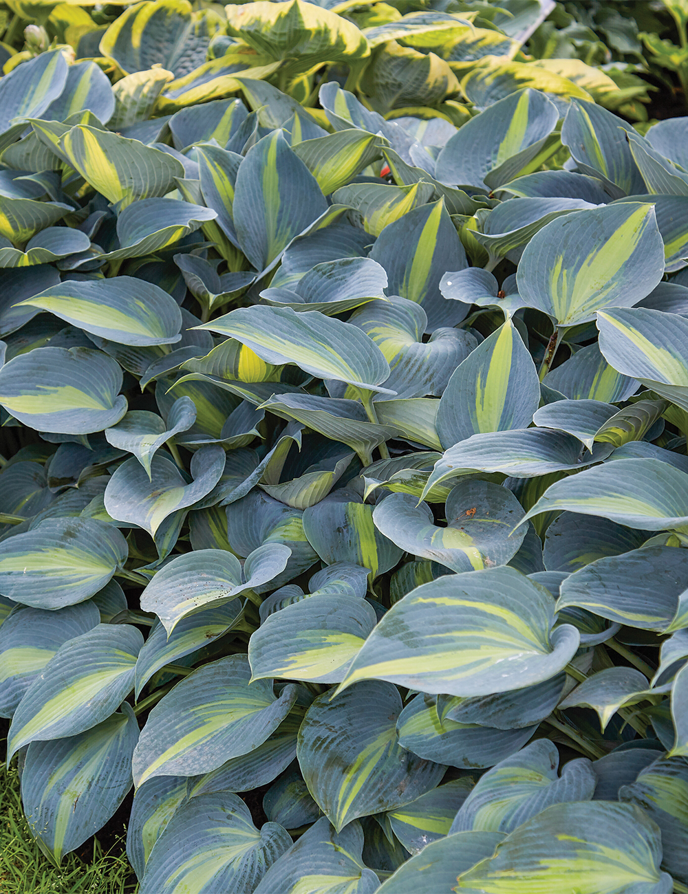 Hosta 'Catherine'