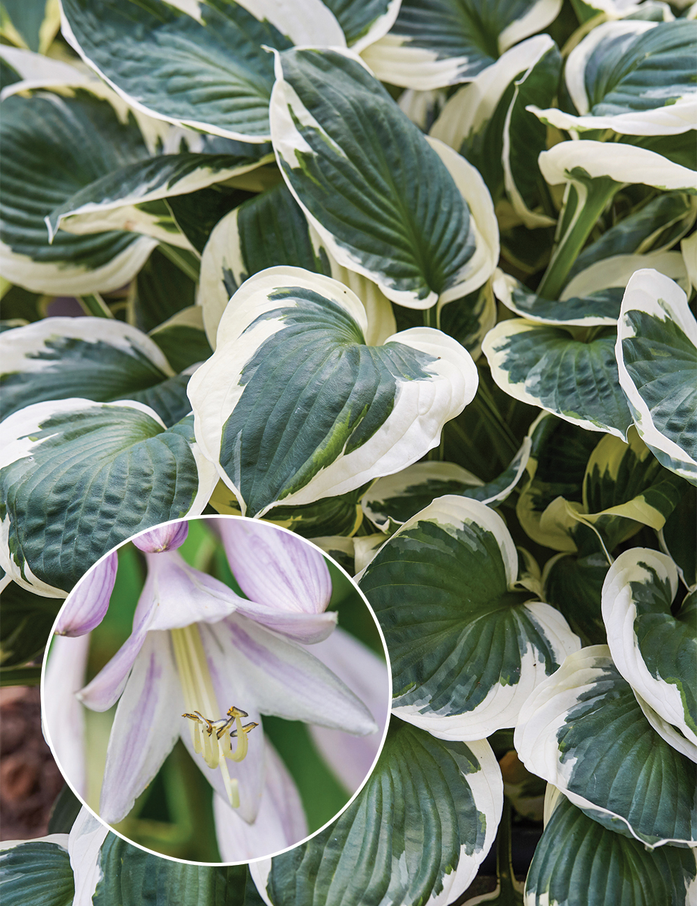 Hosta 'Minuteman'
