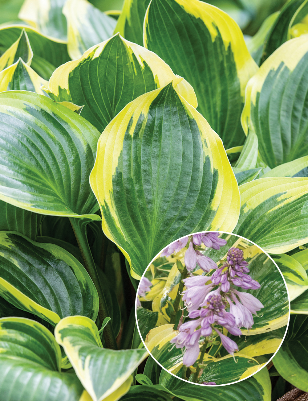 Hosta 'Queen Josephine'