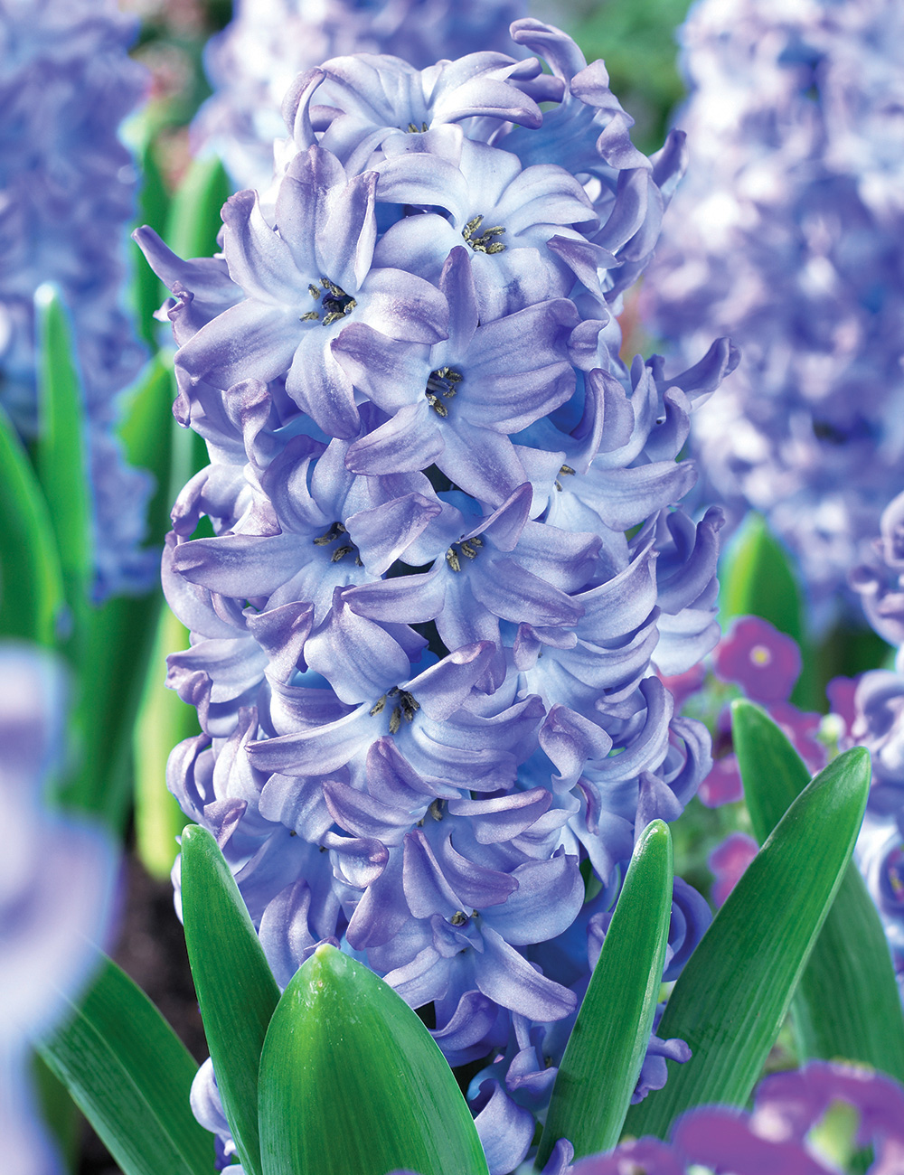 Best Buy - Hyacinth 'Blue'