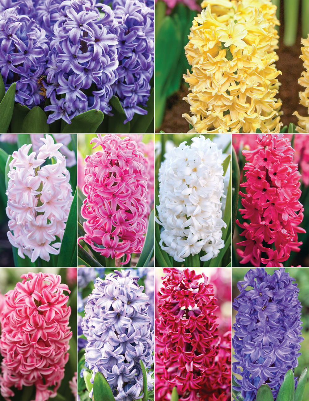 Heirloom Hyacinths Collection