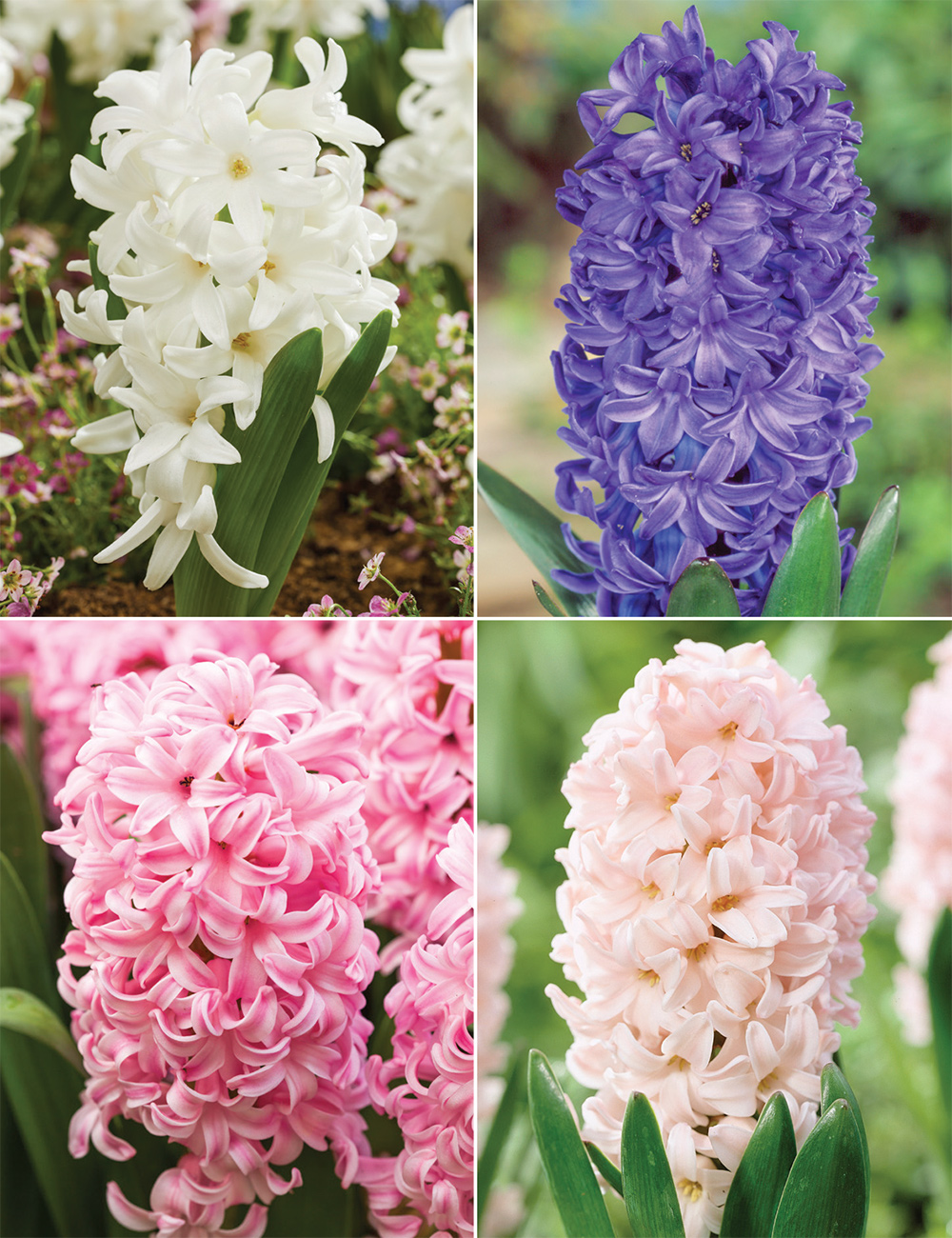 Hyacinths Collection