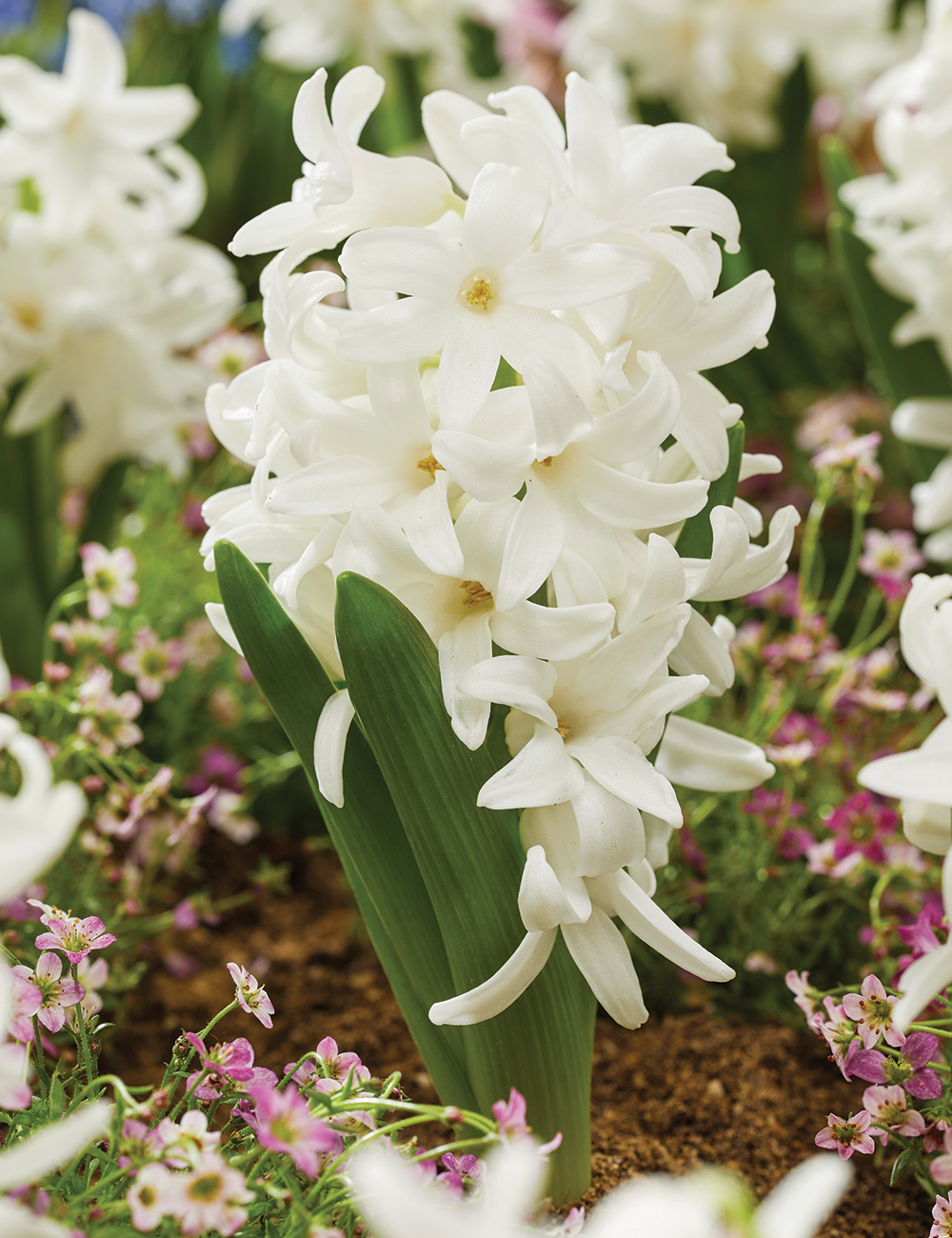 Hyacinth 'Siberia'
