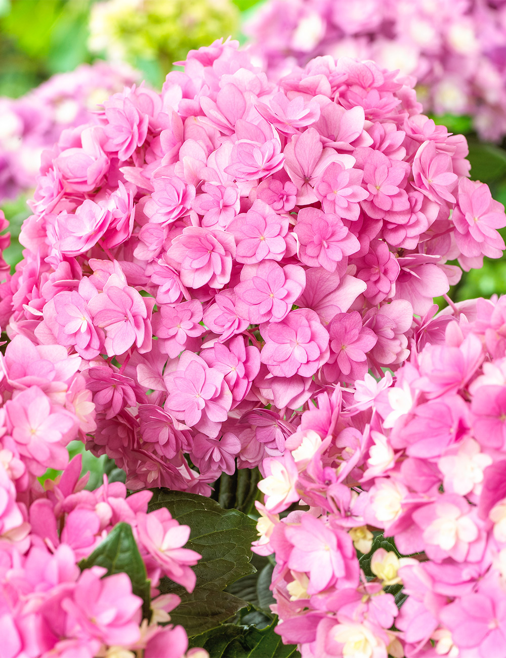 Double Hydrangea You and Me 'Desire'