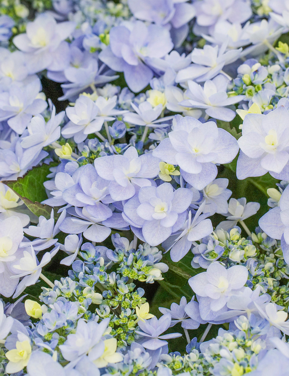 Double Hydrangea You and Me 'Forever'