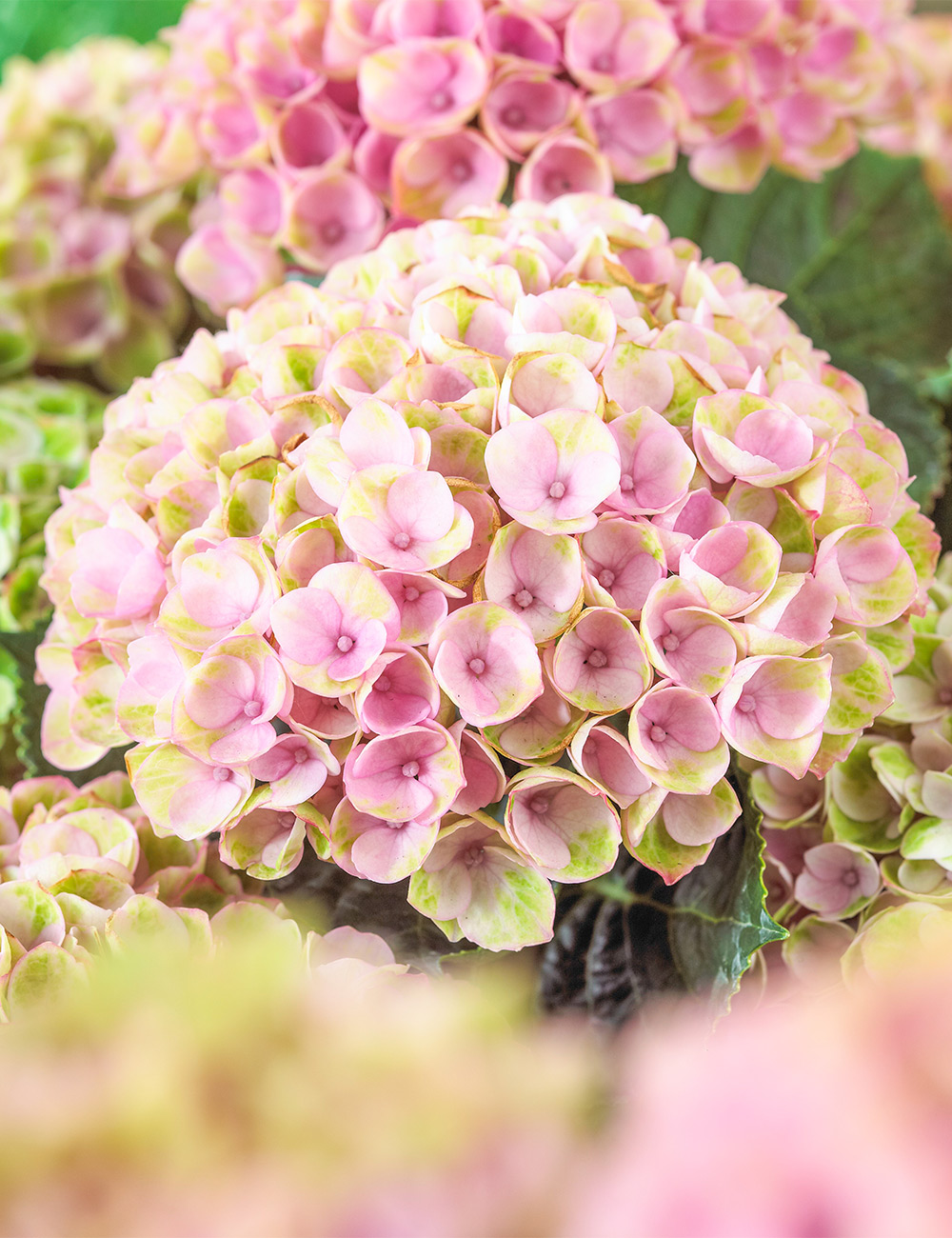 Hydrangea 'Magical Revolution'
