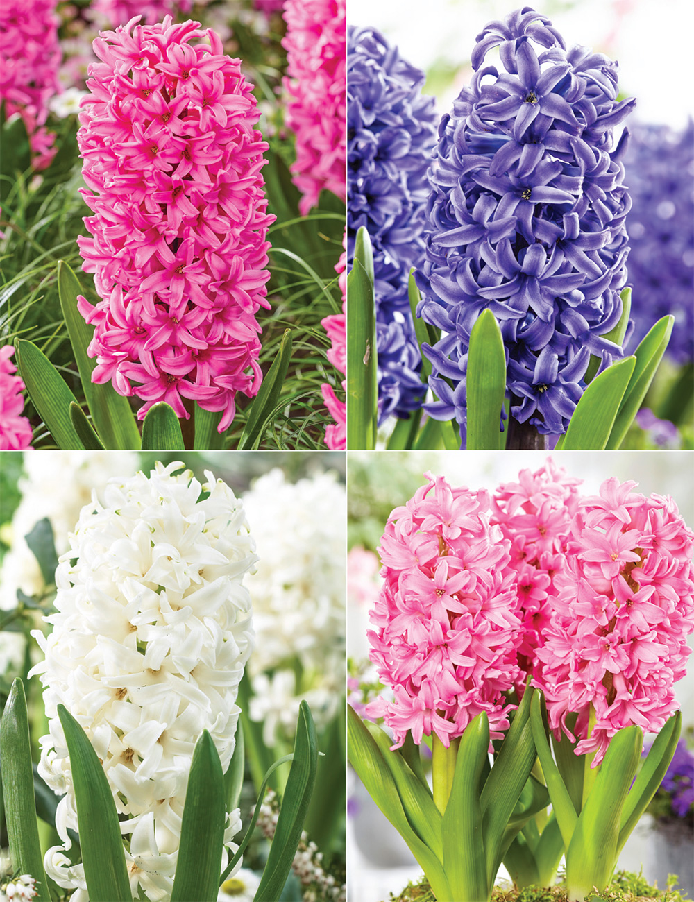 Potting Hyacinths Collection