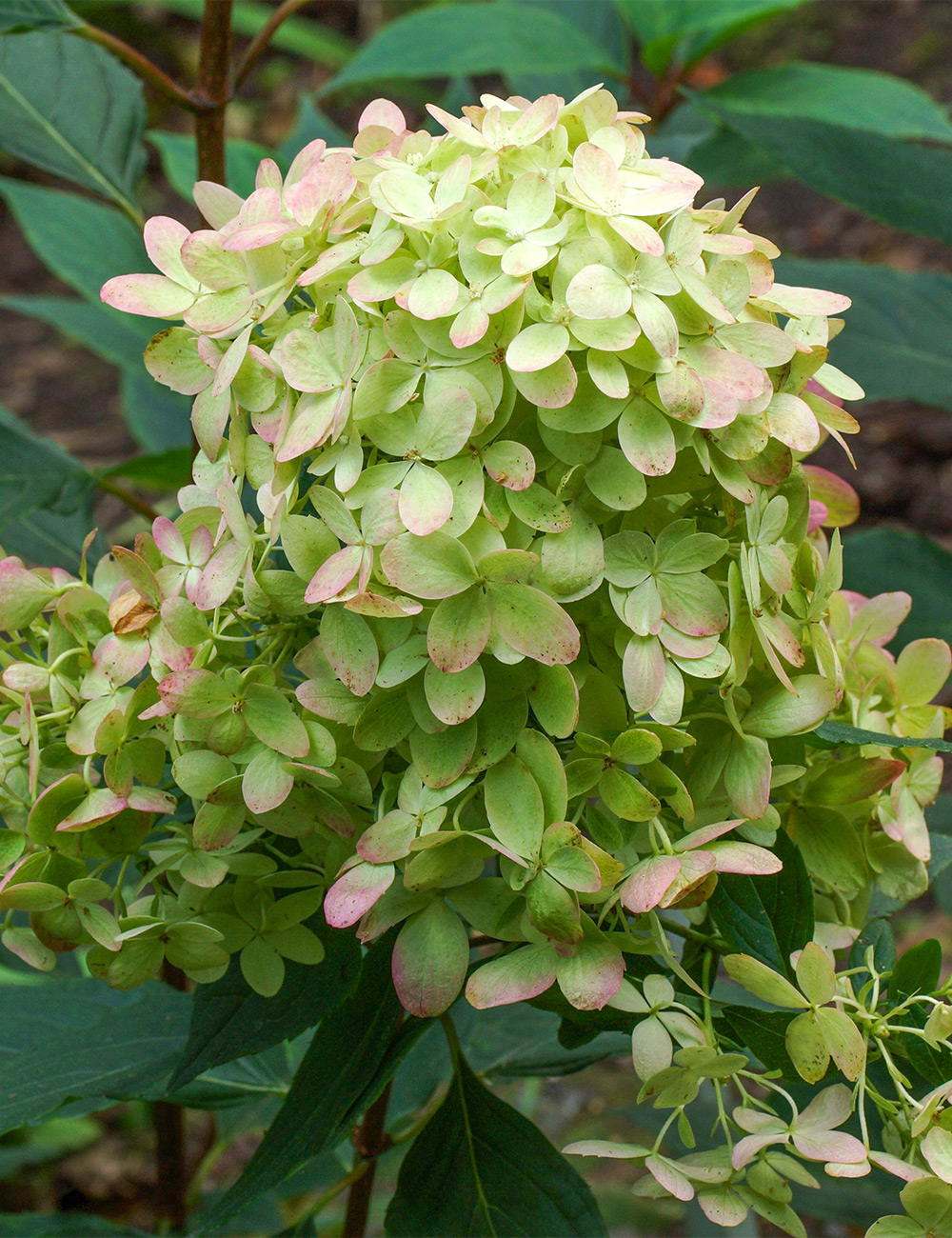 Pee Gee Hydrangea 'Graffiti'
