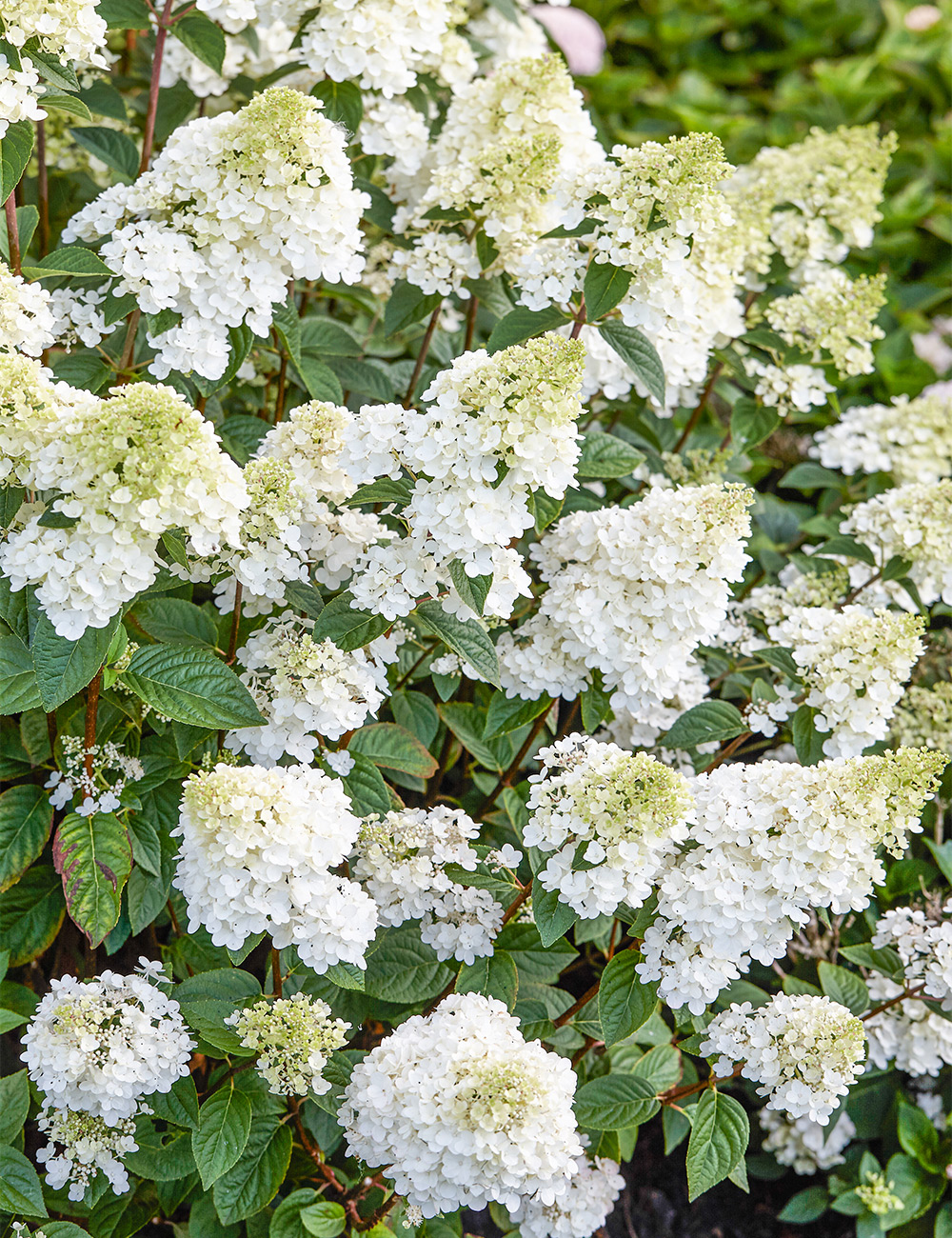 Pee Gee Hydrangea 'Sundae Fraise'