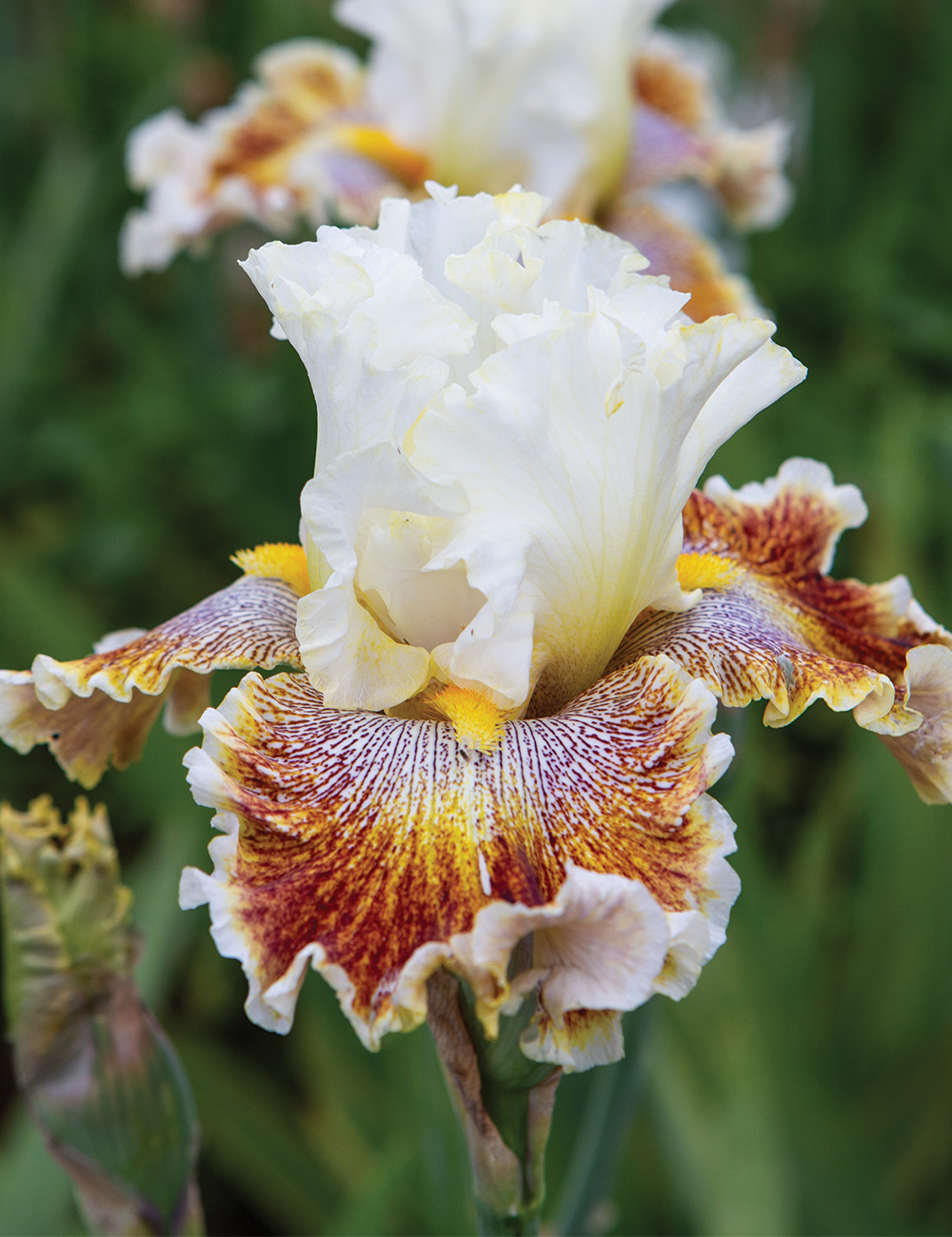 Bearded Iris 'Colour of the Wind'