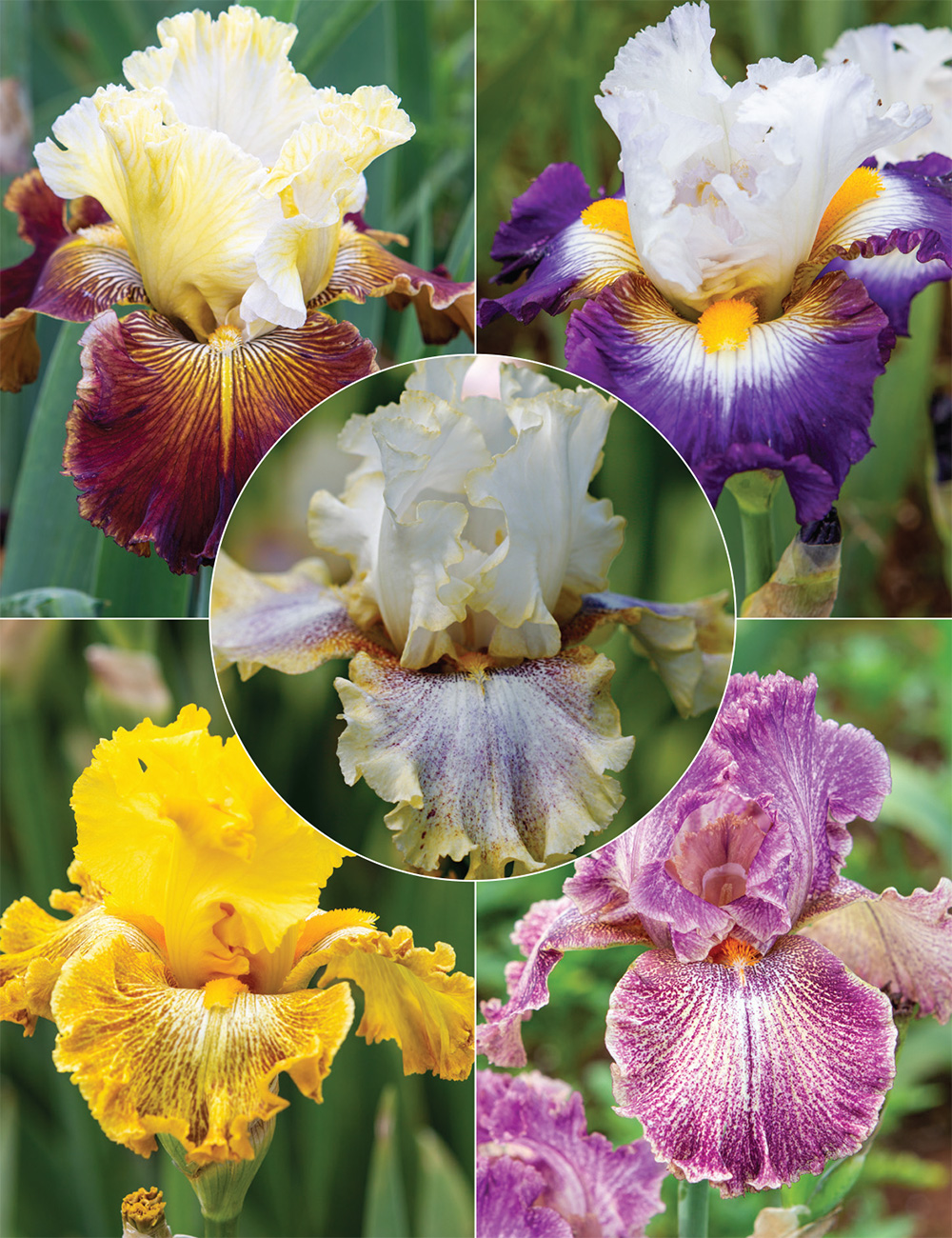 Bearded Iris 'Laughter Lines' Collection