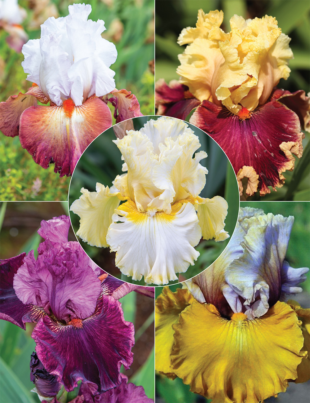 Bearded Iris 'Big and Bold' Collection