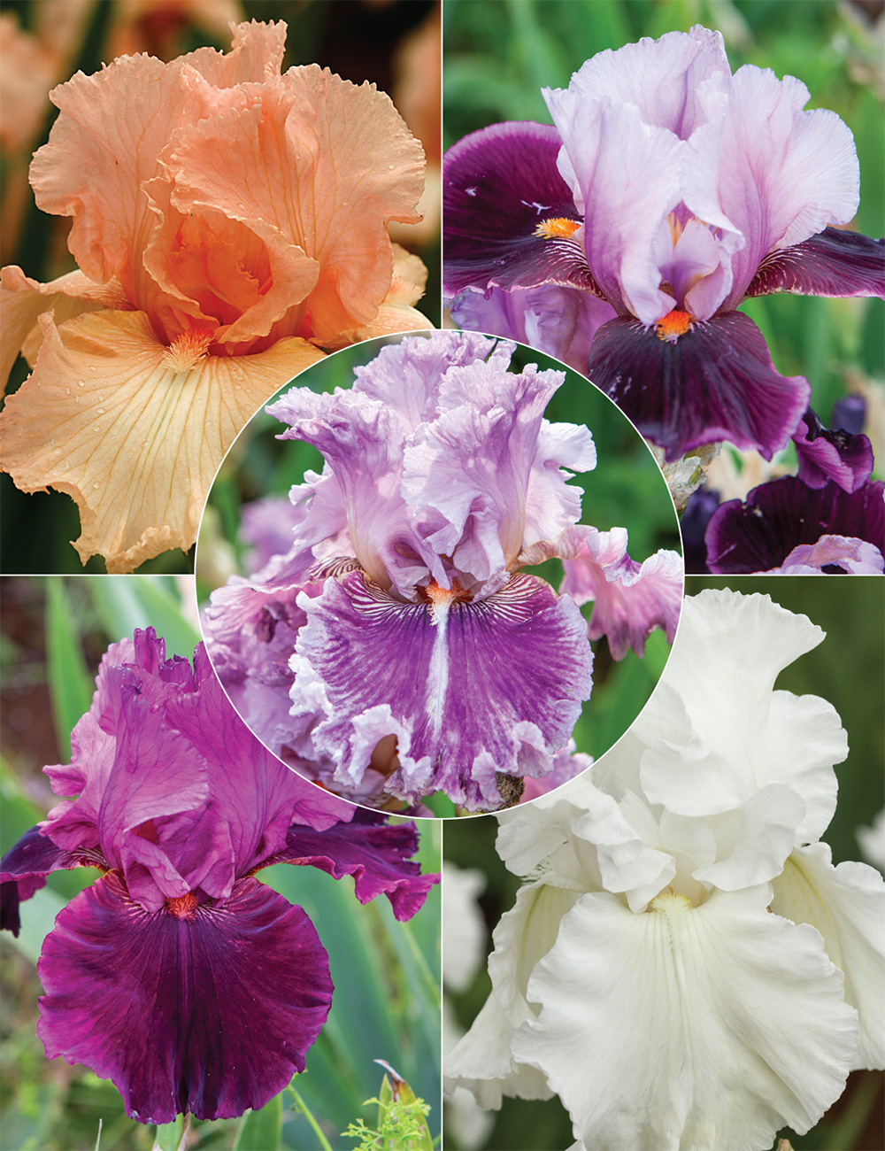 Bearded Iris 'Romantic Affair' Collection