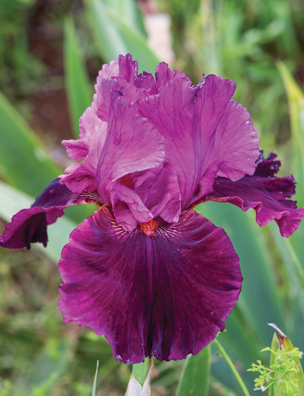 Bearded Iris 'Let's Be Brazen'