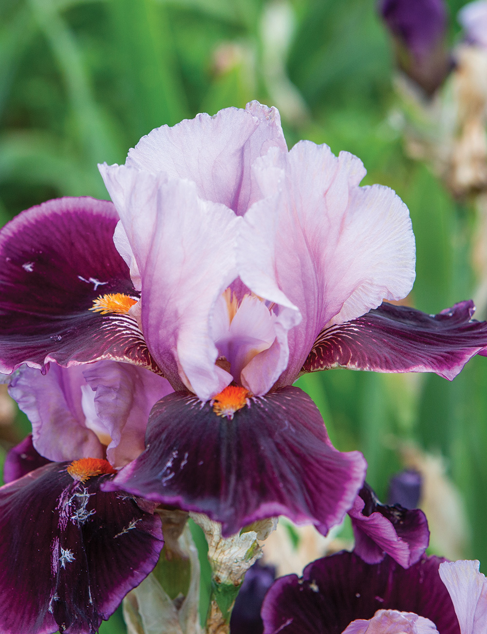 Bearded Iris 'Liaison'