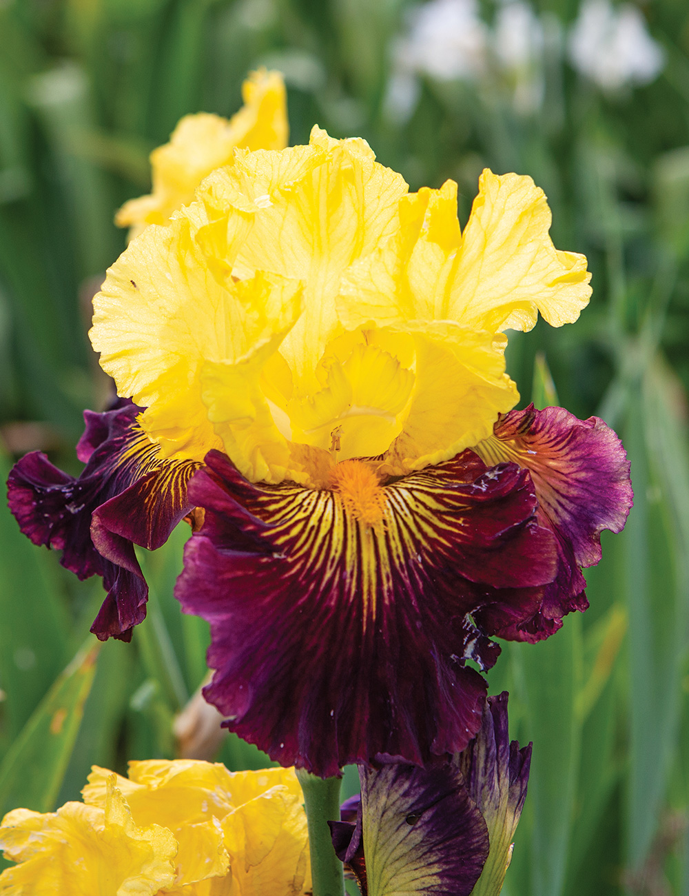 Bearded Iris 'Pirates Ahoy'