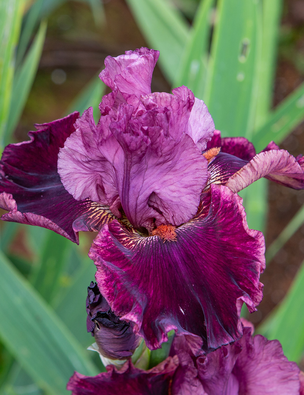 Bearded Iris 'Swordsman'