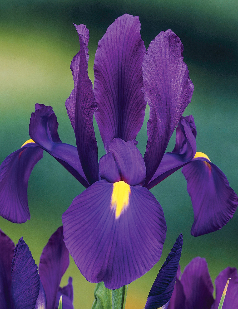 Best Buy - Dutch Iris 'Purple'