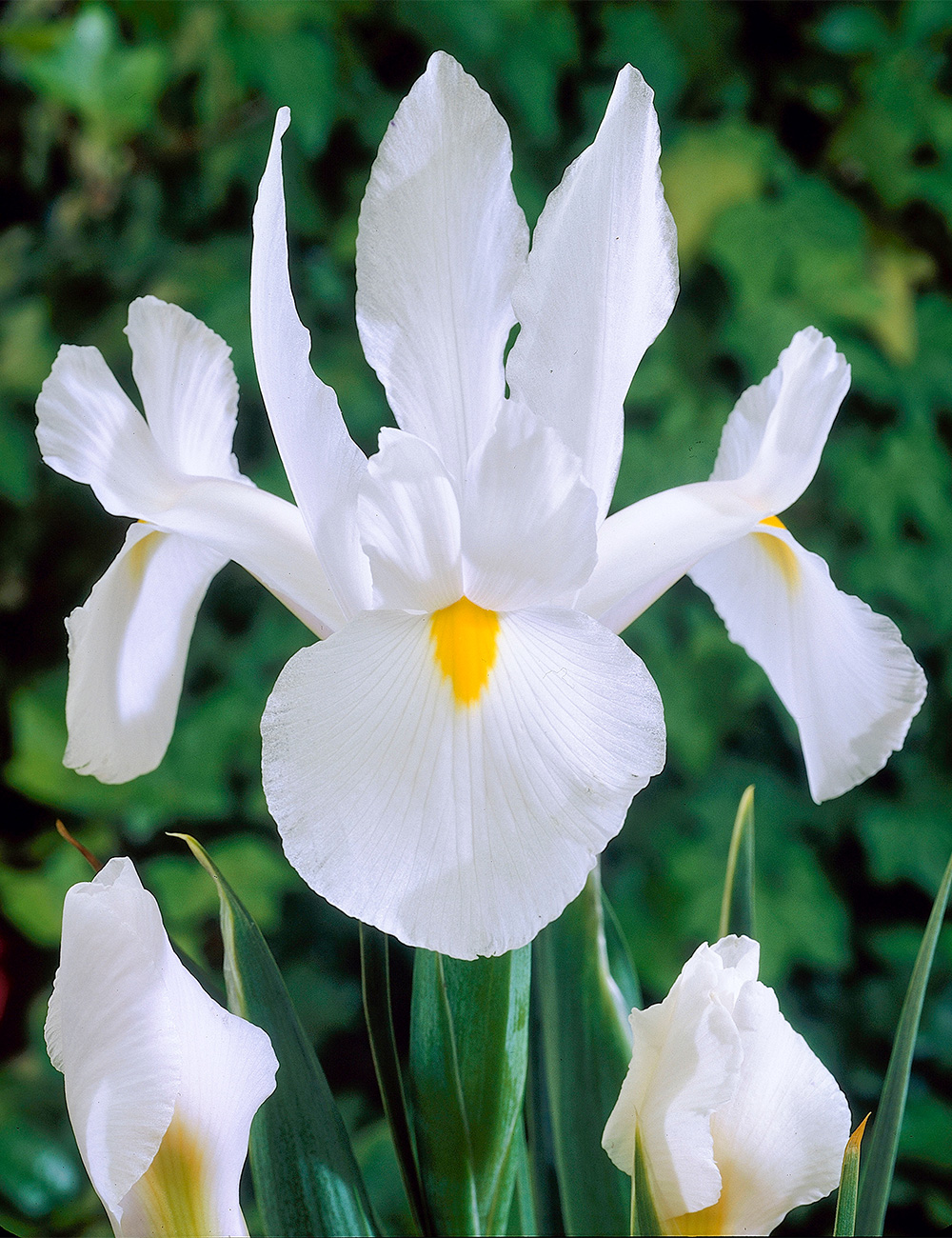 Best Buy - Dutch Iris 'White'