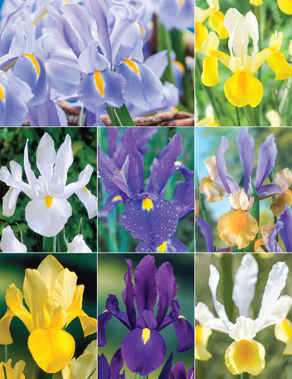 Dutch Iris Collection