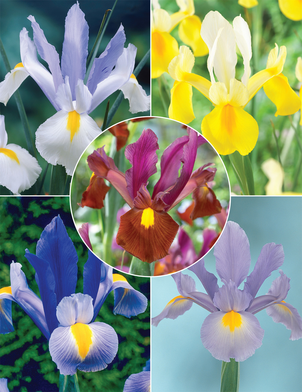 Dutch Iris Collection