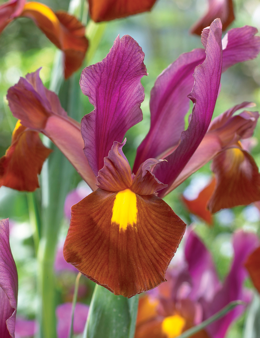 Dutch Iris 'Red Ember'