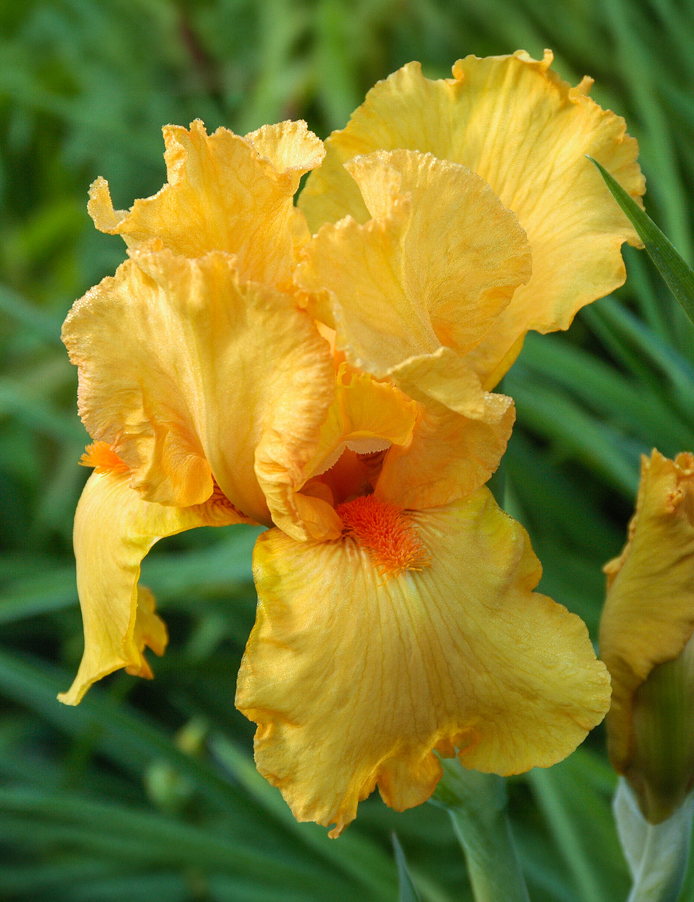 Bearded Iris 'Alliteration'