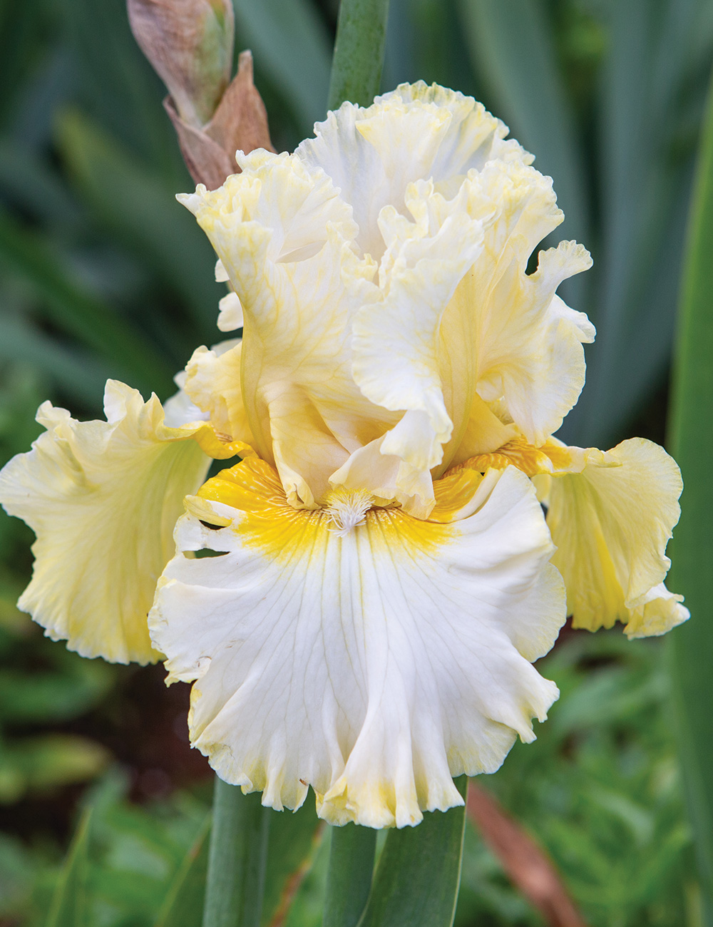 Bearded Iris 'Bring Me Diamonds'